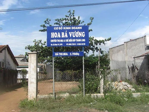 Cơ sở Hoa Bá Vương chuyên thu mua búp thanh long ở Bình Thuận