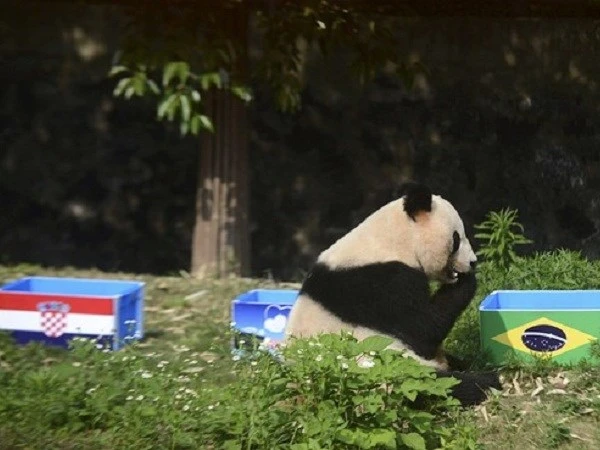 Đột tử ngay trước màn hình ti vi vì thức cả đêm xem World Cup ảnh 1