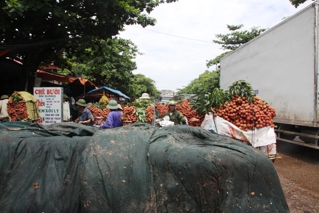 vải thiều, Lục Ngạn, thương lái, Trung Quốc...
