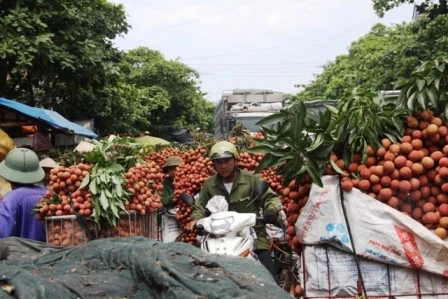 vải thiều, Lục Ngạn, thương lái, Trung Quốc...