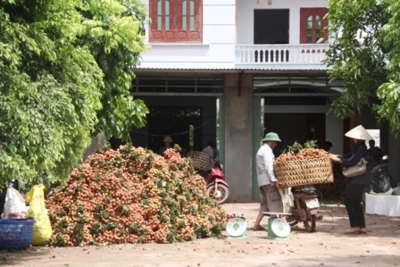 vải thiều, Lục Ngạn, thương lái, Trung Quốc...