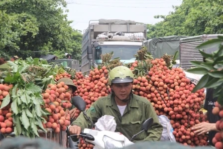 vải thiều, Lục Ngạn, thương lái, Trung Quốc...
