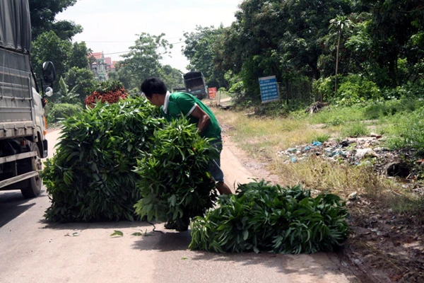 lá-vải, Lục-Ngạn, thu-gom, ủ-mục, Nhật-Bản, vải-thiều, xuất-khẩu