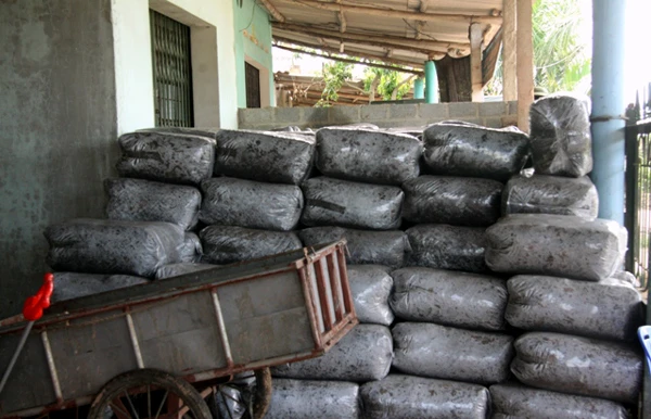 lá-vải, Lục-Ngạn, thu-gom, ủ-mục, Nhật-Bản, vải-thiều, xuất-khẩu