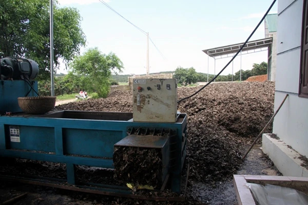 lá-vải, Lục-Ngạn, thu-gom, ủ-mục, Nhật-Bản, vải-thiều, xuất-khẩu