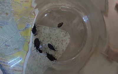 Bọ xít hút máu người xuất hiện ở TP.HCM ảnh 1