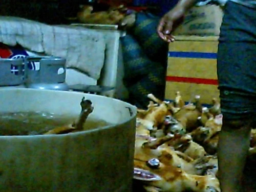 Lò mổ chó và hành trình chuộc chó ảnh 4