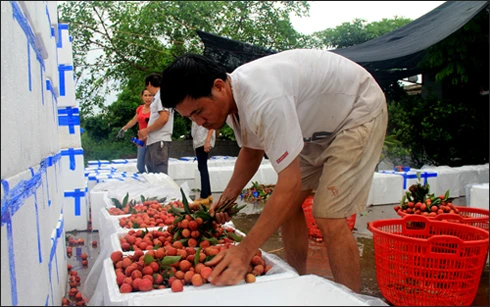 Thực hư chuyện nhập vải thiều ngâm hóa chất từ Trung Quốc ảnh 1