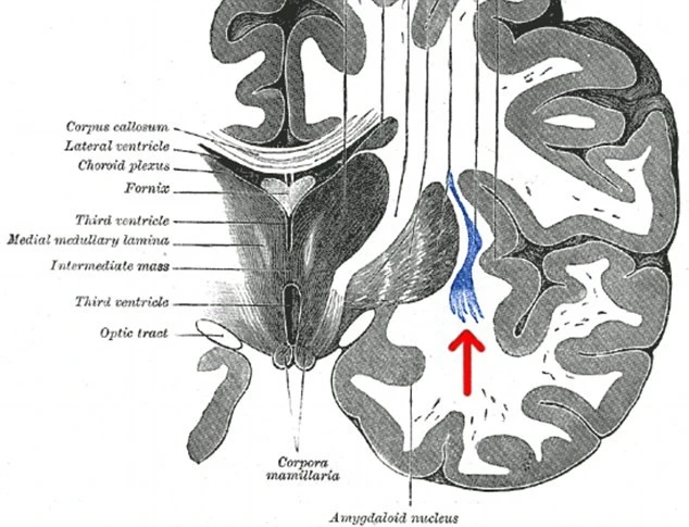Phát hiện “công tắc” bật - tắt ý thức trong não bộ người ảnh 2