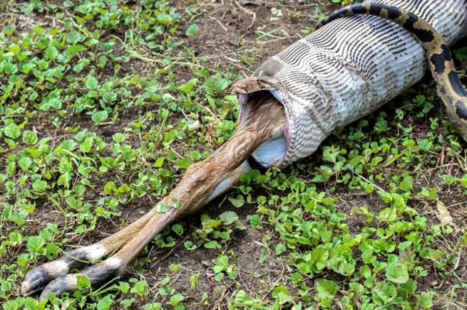 Cảnh trăn nuốt chú linh dương lớn khiến mọi người kinh hãi ảnh 2