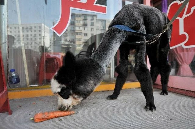 Kỳ lạ chú lạc đà không bướu “lai” gấu trúc ảnh 1