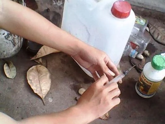 Chất bột được hòa tan còn để tiêm thẳng vào trái cây. (Ảnh Nguyên Hoàng)