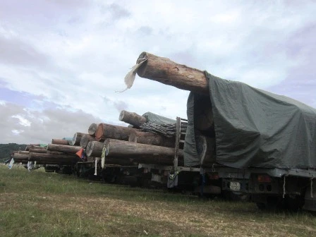 Gỗ chở quá tải và quá chiều dài, chiều cao thành xe