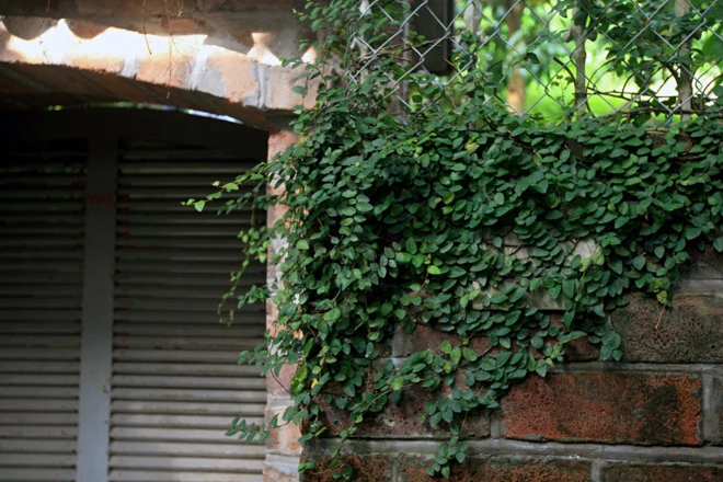 Những căn nhà phủ cây xanh mướt bên bờ hồ Tây ảnh 9