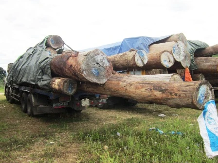 Các xe gỗ bị bắt giữ