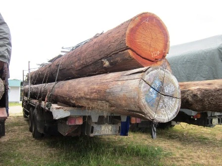 Gỗ chở quá tải và quá chiều dài, chiều cao thành xe