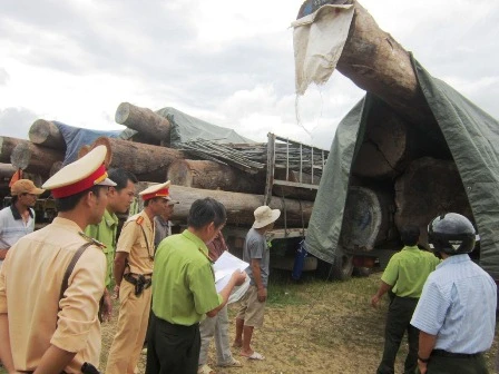Đoàn xe chở gỗ siêu khủng bị bắt giữ