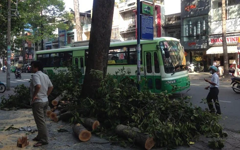 Đứng chờ xe buýt, nữ sinh bị cây xanh rớt trúng đầu bất tỉnh ảnh 1