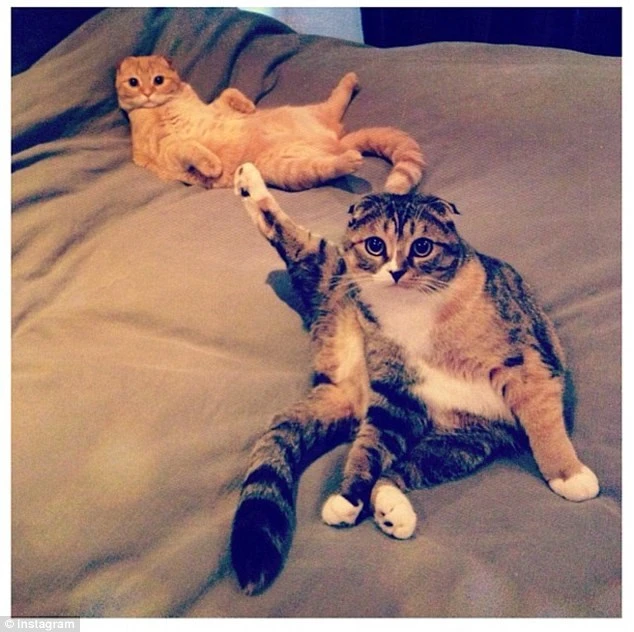 Chú mèo bỗng dưng nổi tiếng nhờ dáng ngồi “lười nhất thế giới“ ảnh 3