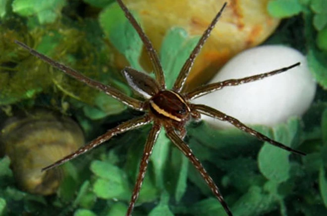 Bảy loài động vật có hình thù đáng sợ, nguy hiểm nhất thế giới ảnh 2