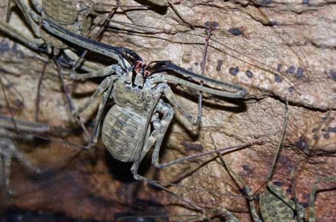 Bảy loài động vật có hình thù đáng sợ, nguy hiểm nhất thế giới ảnh 3
