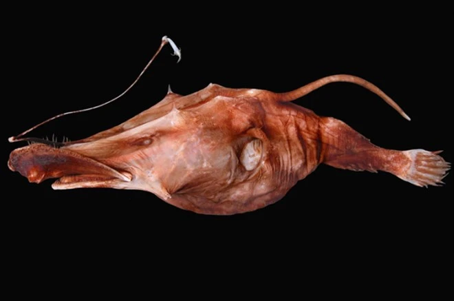 Bảy loài động vật có hình thù đáng sợ, nguy hiểm nhất thế giới ảnh 5