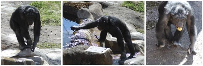 Bảy loài động vật có hình thù đáng sợ, nguy hiểm nhất thế giới ảnh 6