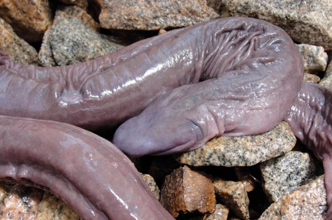 Bảy loài động vật có hình thù đáng sợ, nguy hiểm nhất thế giới ảnh 7