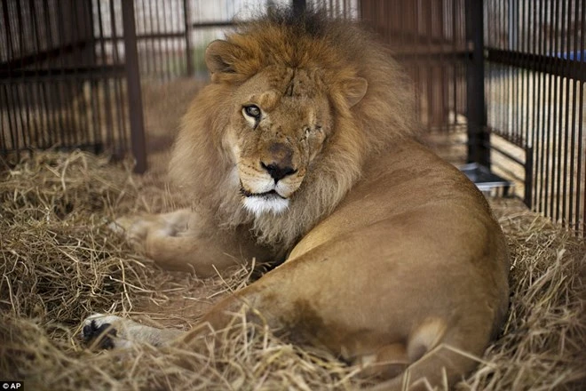 Hình ảnh đau lòng về chú sư tử bị gánh xiếc tra tấn dã man ảnh 1