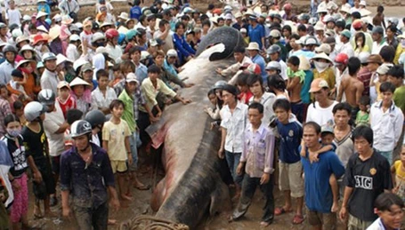 'Thủy quái' trăm triệu vào tay thợ săn Việt - phần 2 ảnh 10 Ngày 7/1/2013, trong lúc đi làm ruộng, anh Vũ Văn Tý (xã Quỳnh Hưng, huyện Quỳnh Lưu, Nghệ An)