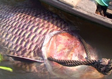 Năm 2012, lần đầu tiên ngư dân ở An Giang bắt được con cá tra dầu nặng 72kg từ sông Hậu.