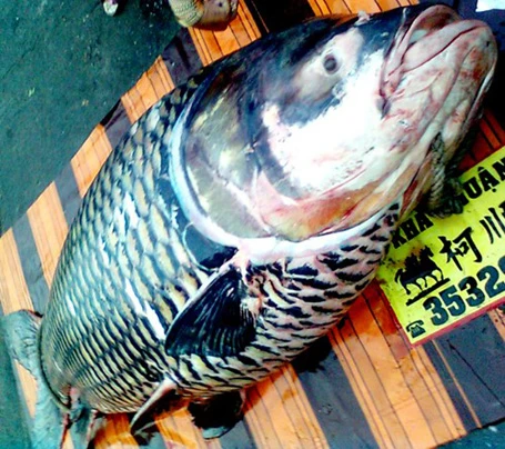 Năm 2012, lần đầu tiên ngư dân ở An Giang bắt được con cá tra dầu nặng 72kg từ sông Hậu.