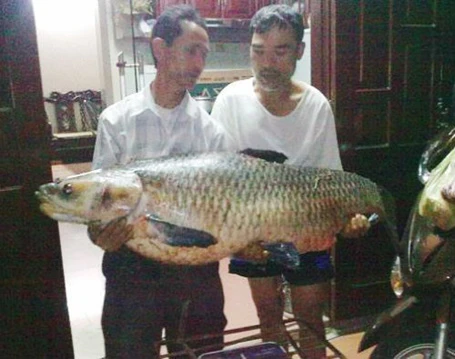 Năm 2012, lần đầu tiên ngư dân ở An Giang bắt được con cá tra dầu nặng 72kg từ sông Hậu.