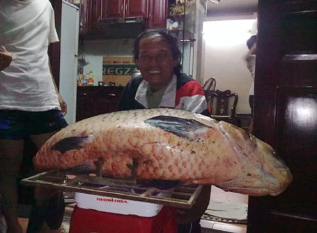 Năm 2012, lần đầu tiên ngư dân ở An Giang bắt được con cá tra dầu nặng 72kg từ sông Hậu.