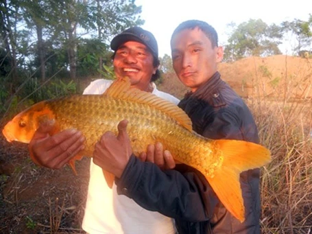 Năm 2012, lần đầu tiên ngư dân ở An Giang bắt được con cá tra dầu nặng 72kg từ sông Hậu.