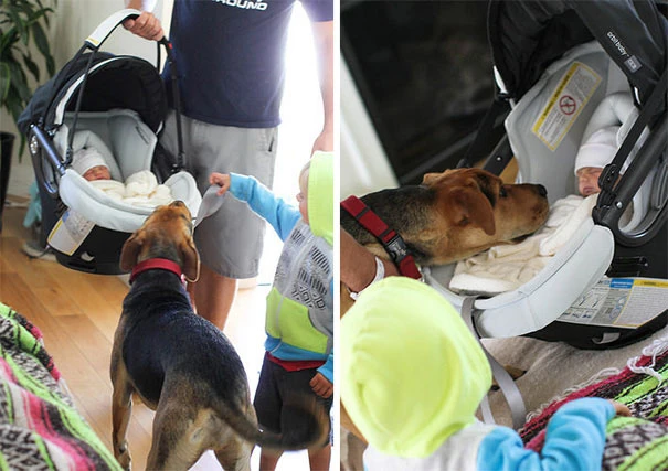 ảnh đẹp, thiên thần, trẻ em, động vật