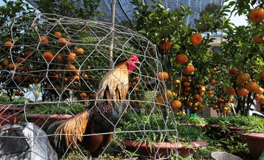 Đồng Tháp, nông dân, triệu phú, cây cảnh, tết