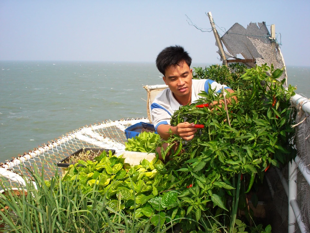 Mầm xuân từ những nhà giàn ảnh 2