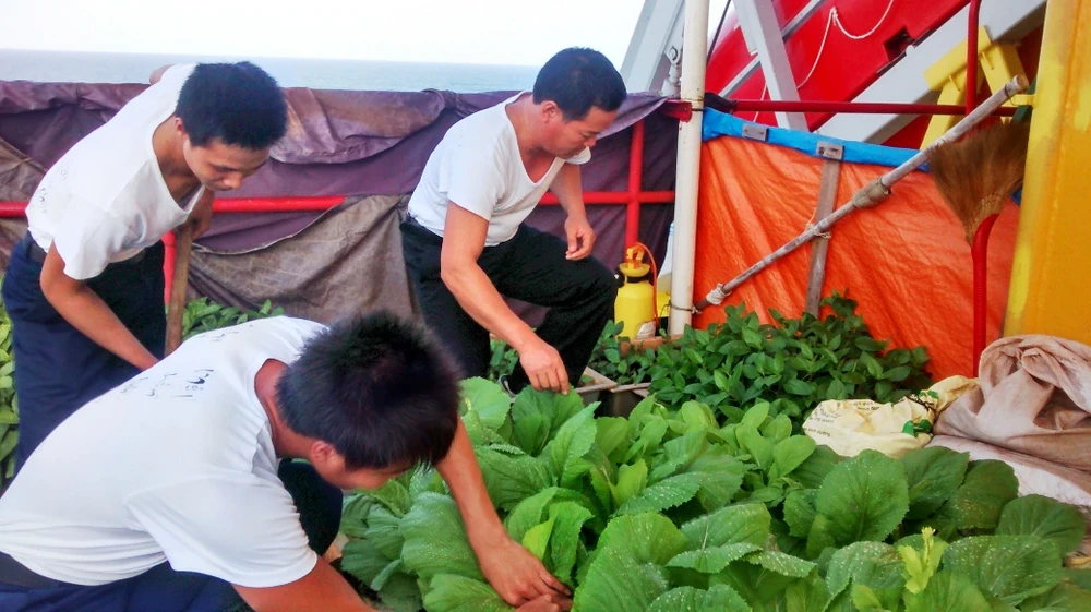 Mầm xuân từ những nhà giàn ảnh 4