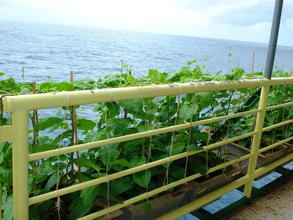 Mầm xuân từ những nhà giàn ảnh 6