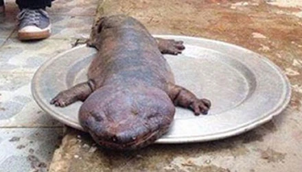 Cơ quan điều tra vào cuộc làm rõ vụ tung ảnh quái vật lên Facebook để chém gió.