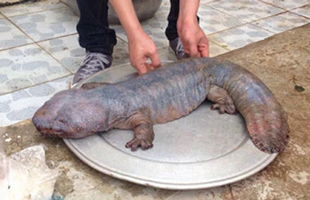 Cơ quan điều tra vào cuộc làm rõ vụ tung ảnh quái vật lên Facebook để chém gió.