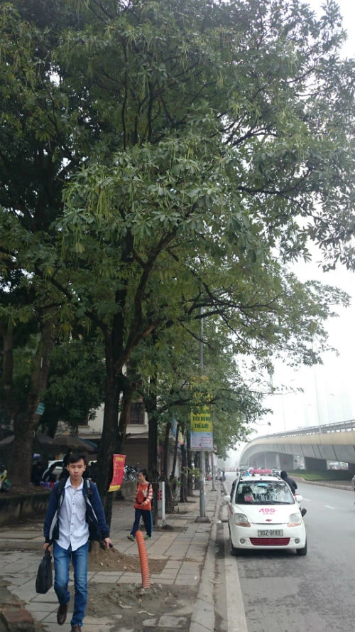 Cận cảnh hàng cây xanh trên đường đẹp nhất Việt Nam trước giờ bị đốn hạ