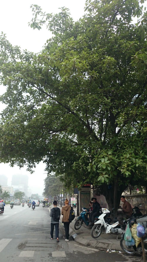 Cận cảnh hàng cây xanh trên đường đẹp nhất Việt Nam trước giờ bị đốn hạ