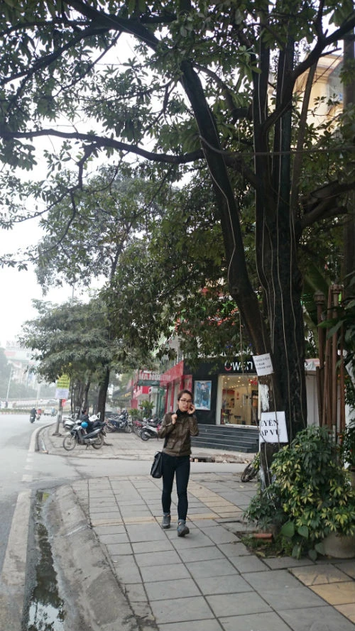 Cận cảnh hàng cây xanh trên đường đẹp nhất Việt Nam trước giờ bị đốn hạ