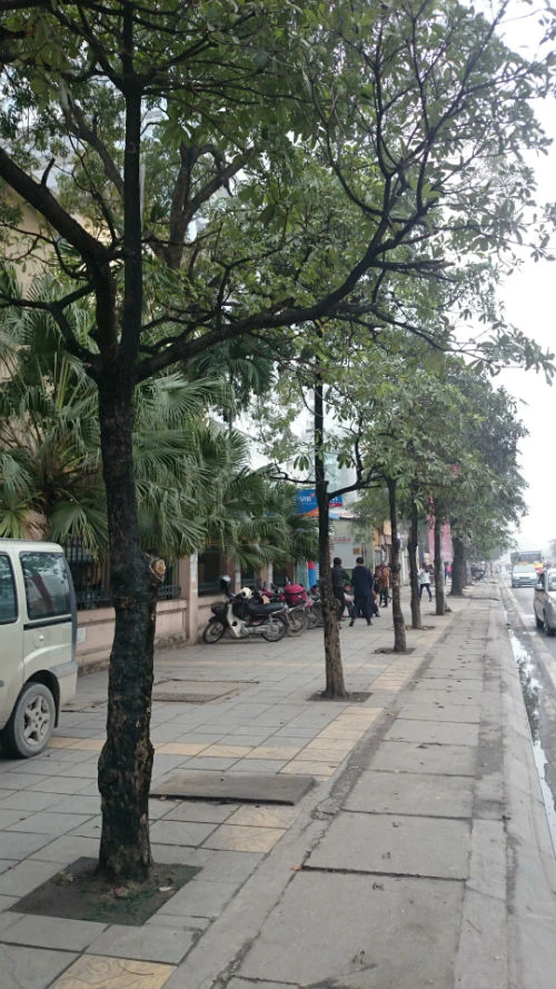 Cận cảnh hàng cây xanh trên đường đẹp nhất Việt Nam trước giờ bị đốn hạ