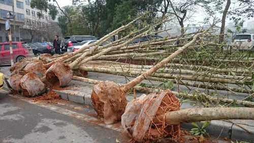 Cận cảnh hàng cây xanh trên đường đẹp nhất Việt Nam trước giờ bị đốn hạ