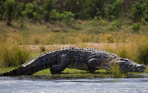 Du khách kinh hoàng chứng kiến cá sấu ăn thịt người đàn ông xấu số ảnh 1
