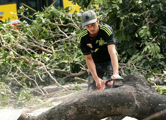 Đường phố Hà Nội trước và sau chặt hạ cây xanh ảnh 1