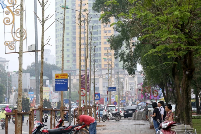Đường phố Hà Nội trước và sau chặt hạ cây xanh ảnh 10